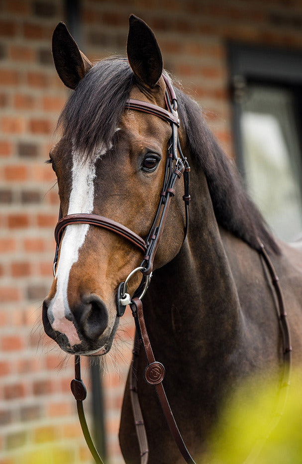 TRUST Geneva Comb.noseband bridle