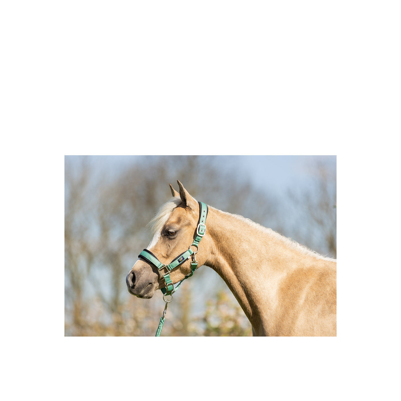 BR Mini Horse Halfter mit Karabinerstrick