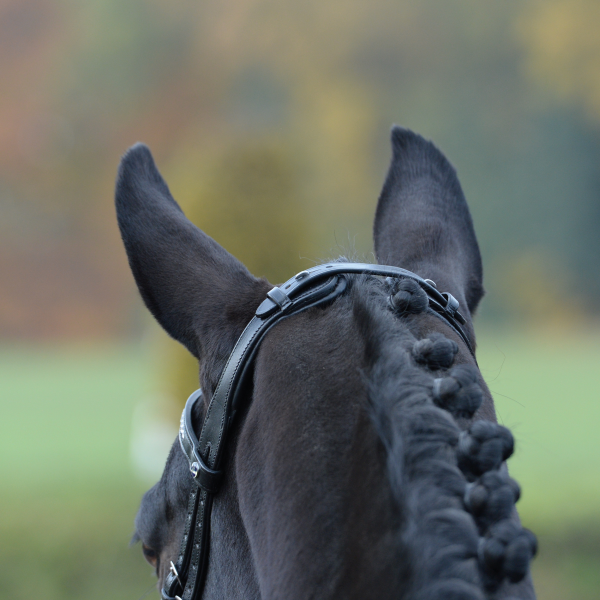 Trense EMOTION, anatomisch