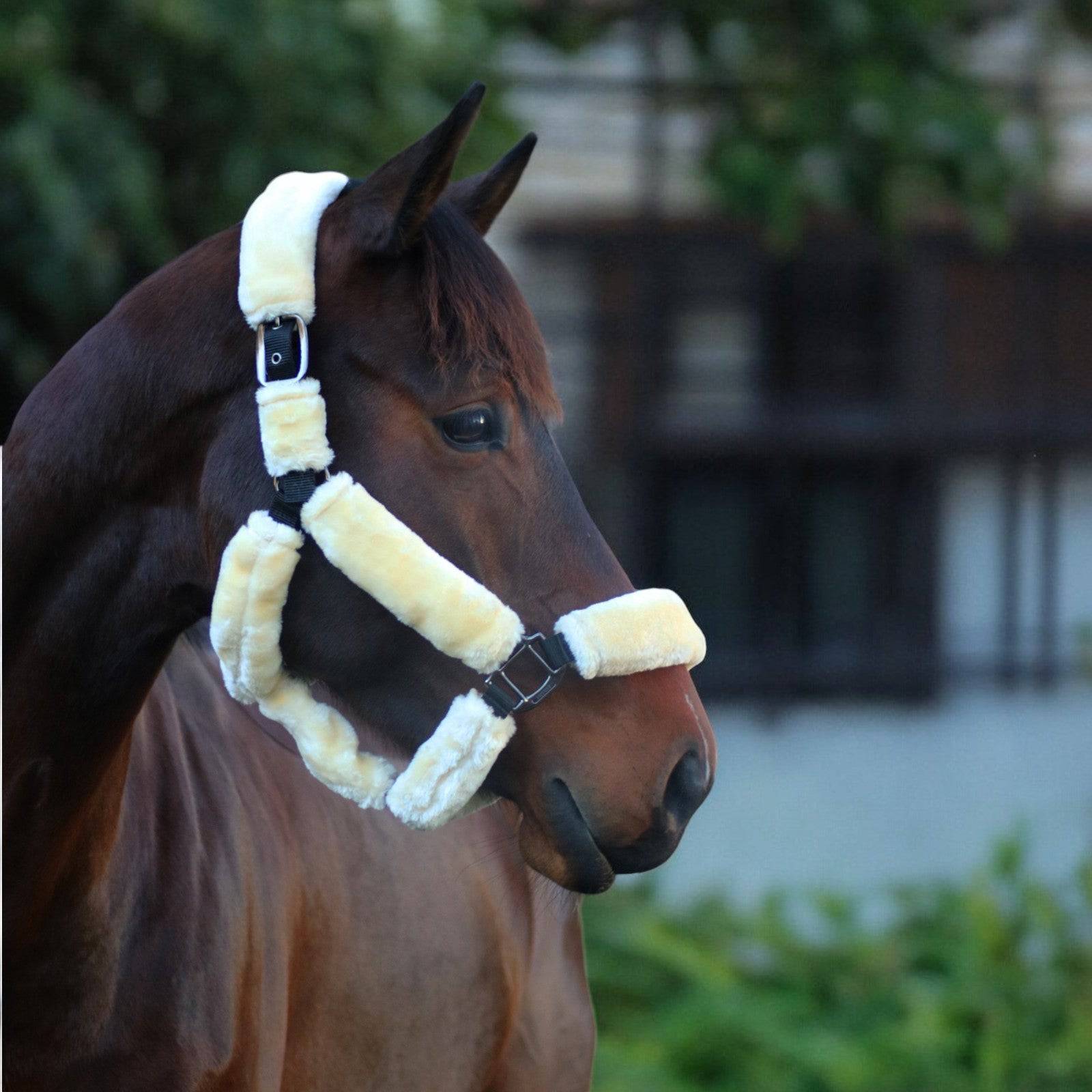 EQUEST Halfter Comfort