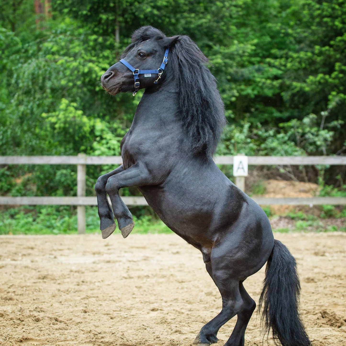 EQUEST Halfter Dual SHETTY