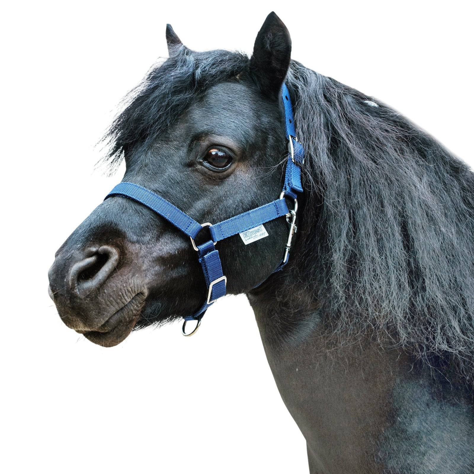 EQUEST Halfter Dual SHETTY