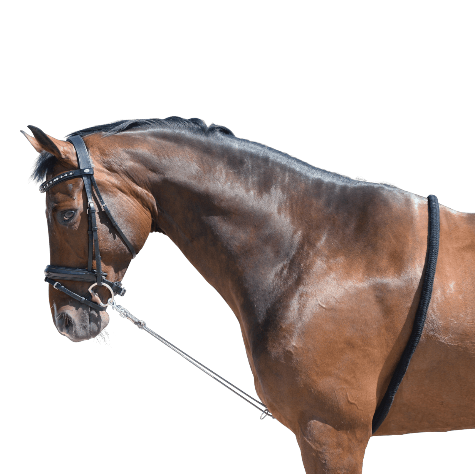 EQUEST Longierhilfe Soft Touch | 2 Ringe