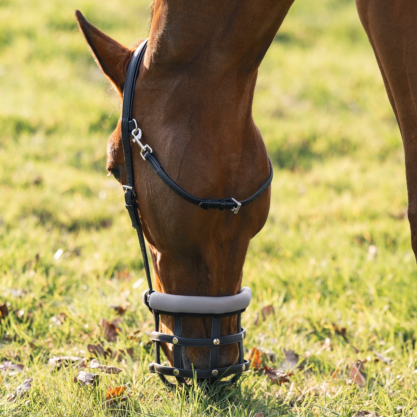EQUEST Fressbremse – Slow Feed