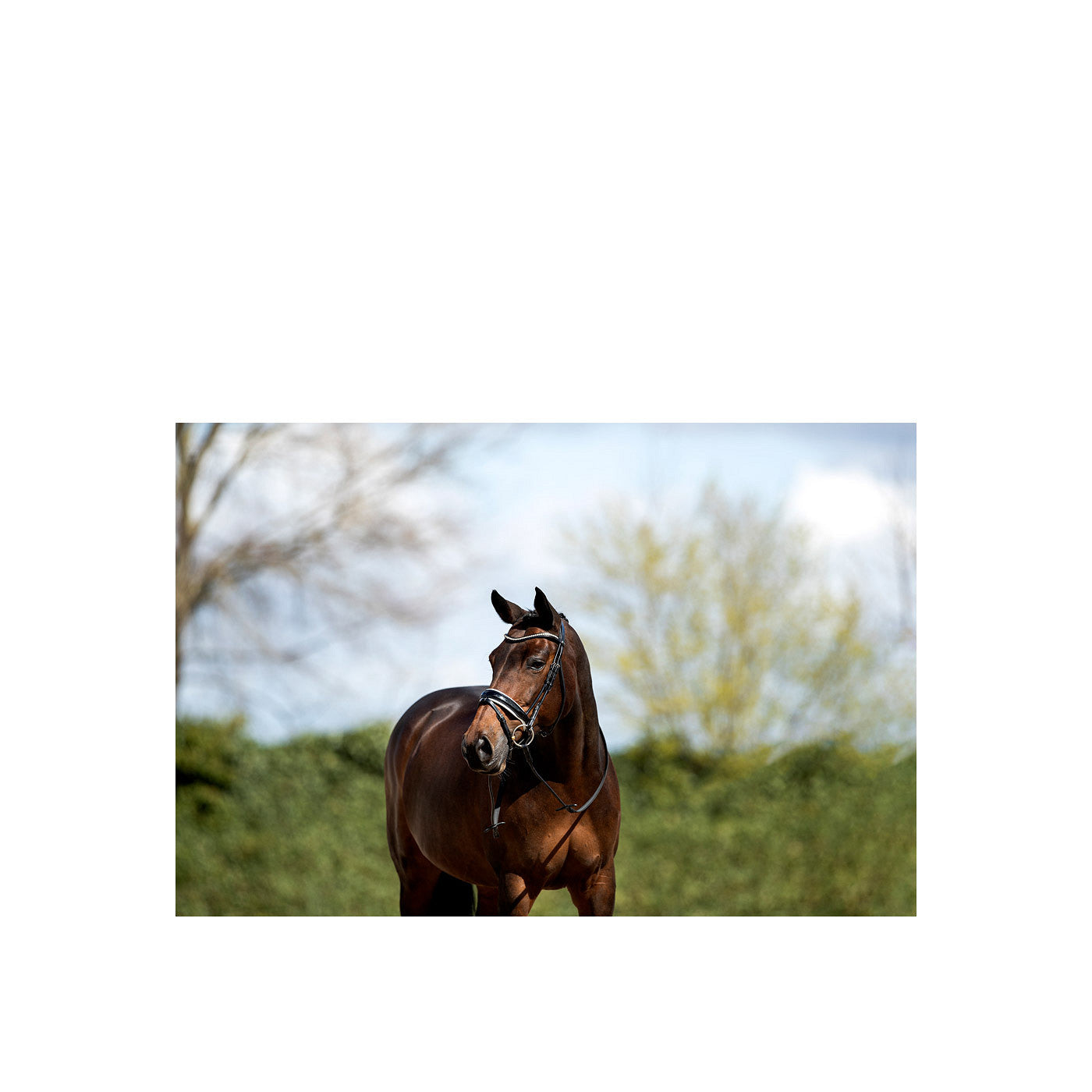 ANKY® Bridle ATH16003