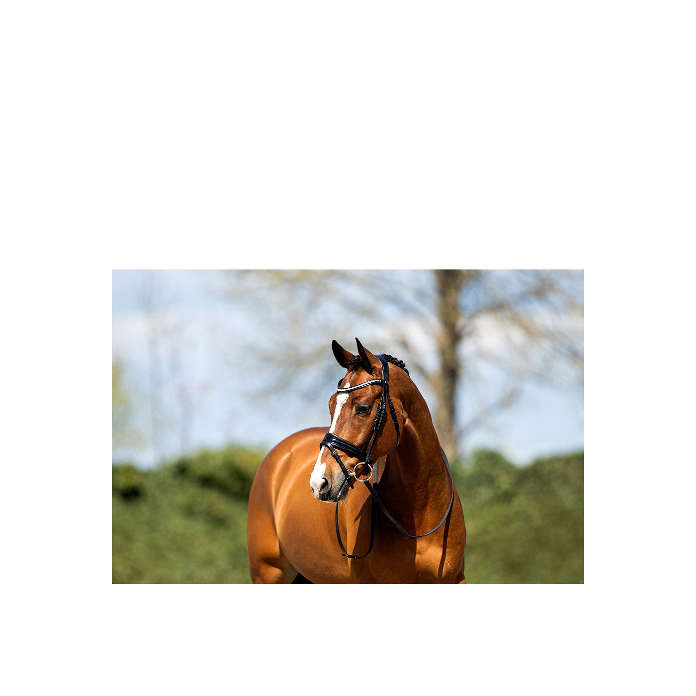 ANKY® Bridle ATH20005