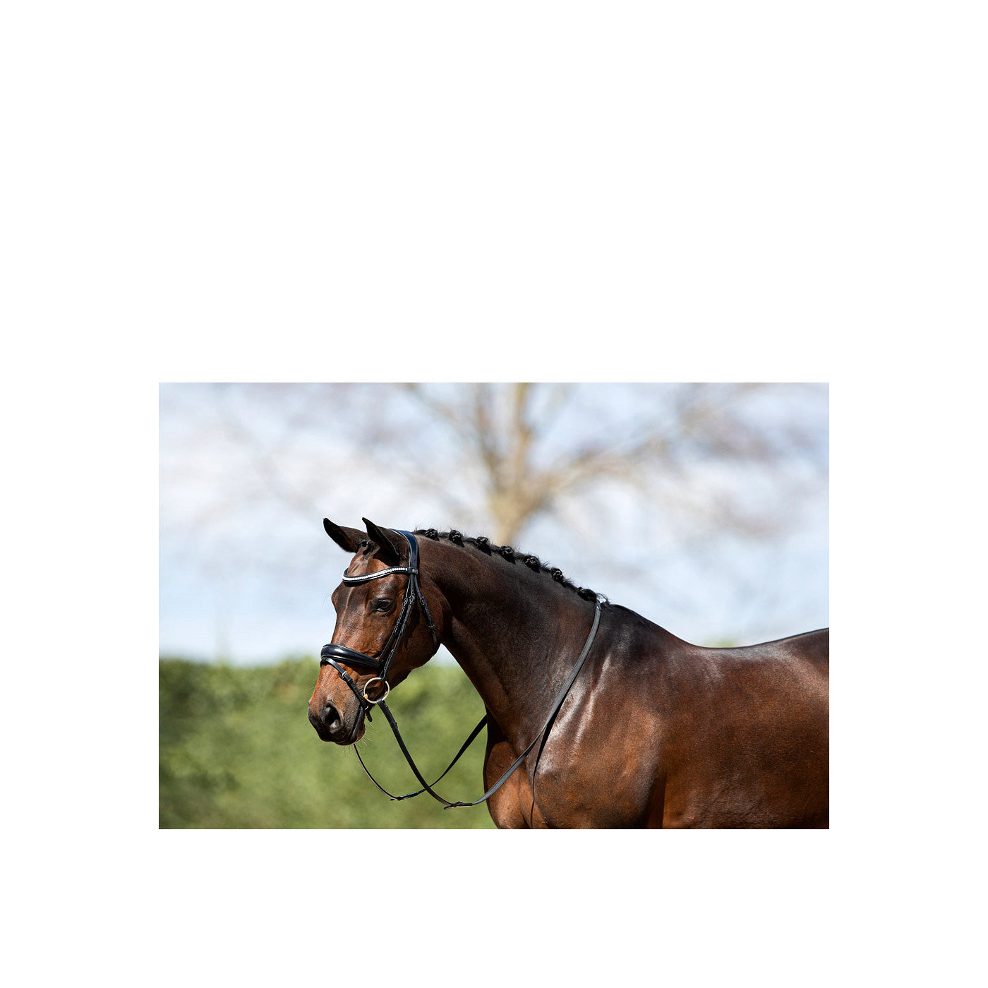 ANKY® Bridle ATH20004