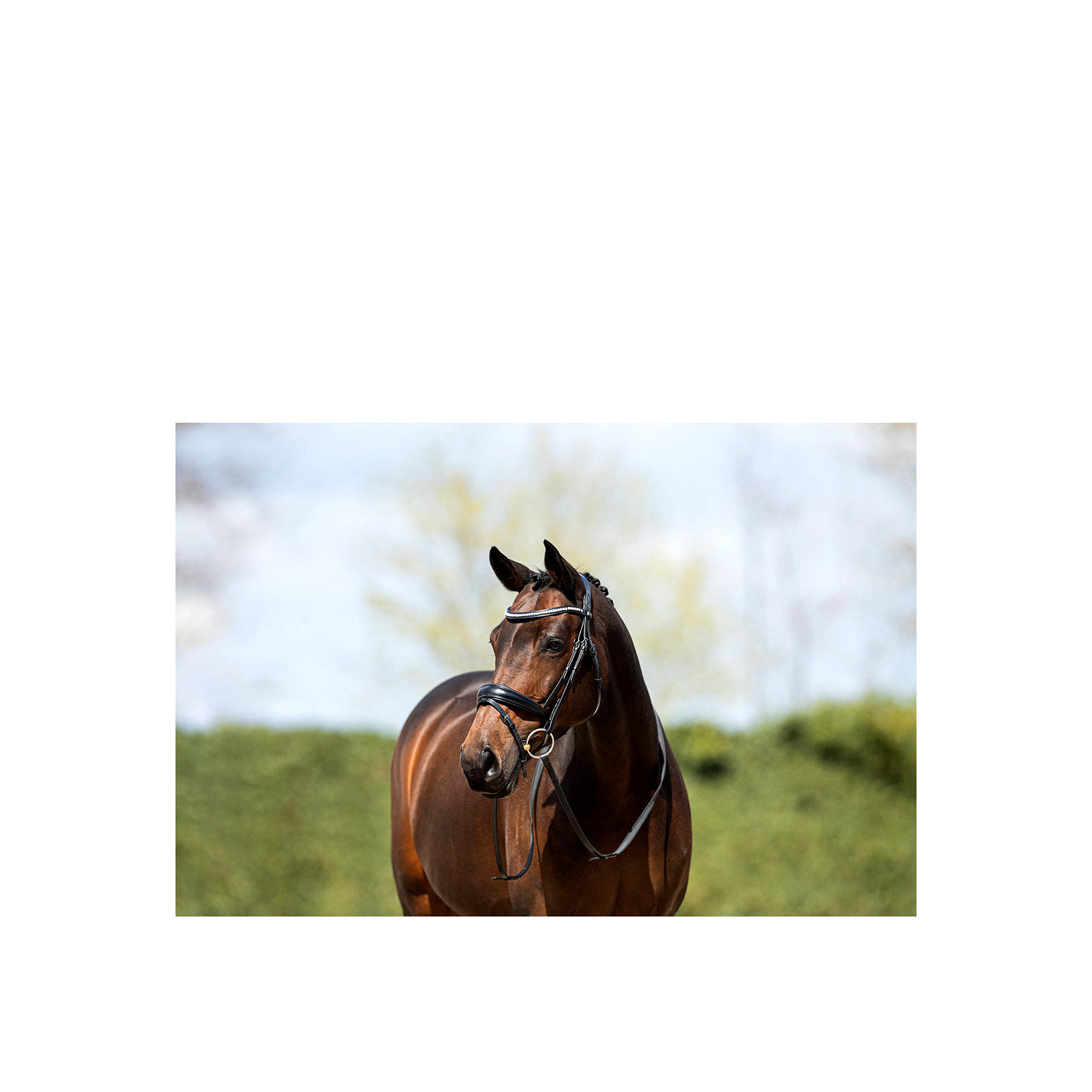 ANKY® Bridle ATH20004