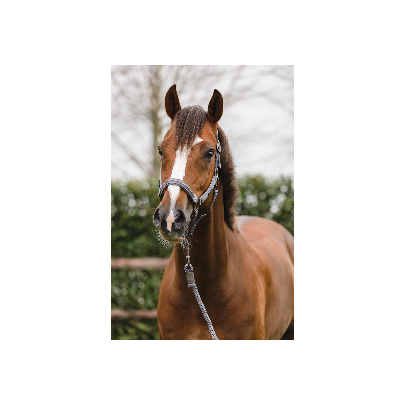 ANKY® halter and Lead stones ATH23001