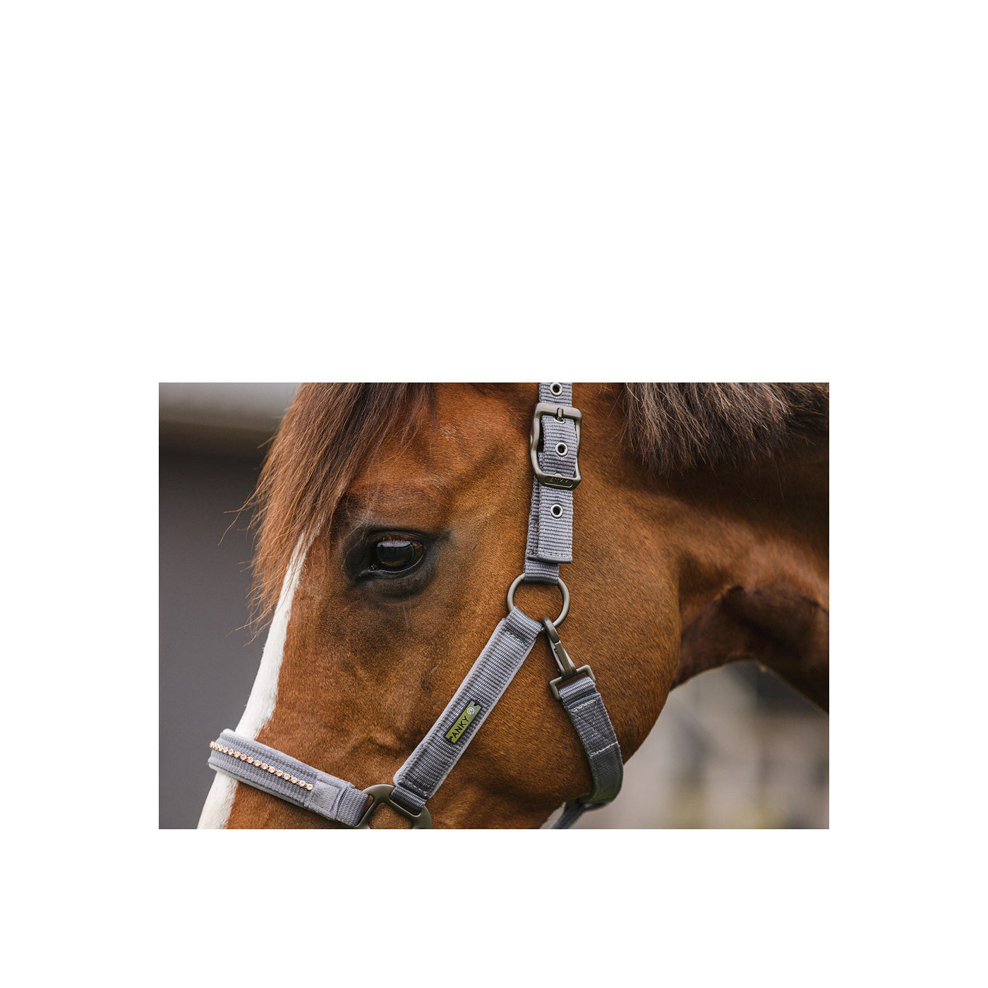 ANKY® halter and Lead stones ATH23001