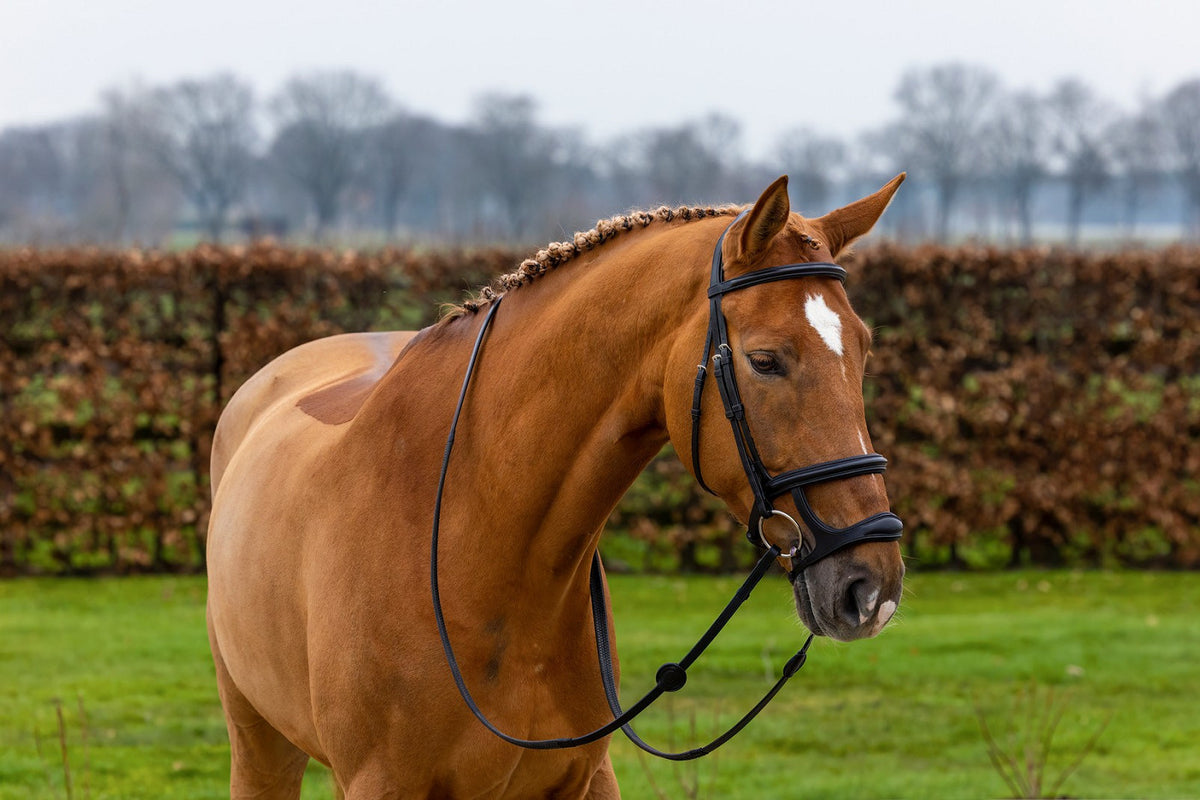 TRUST Paris Double noseband bridle
