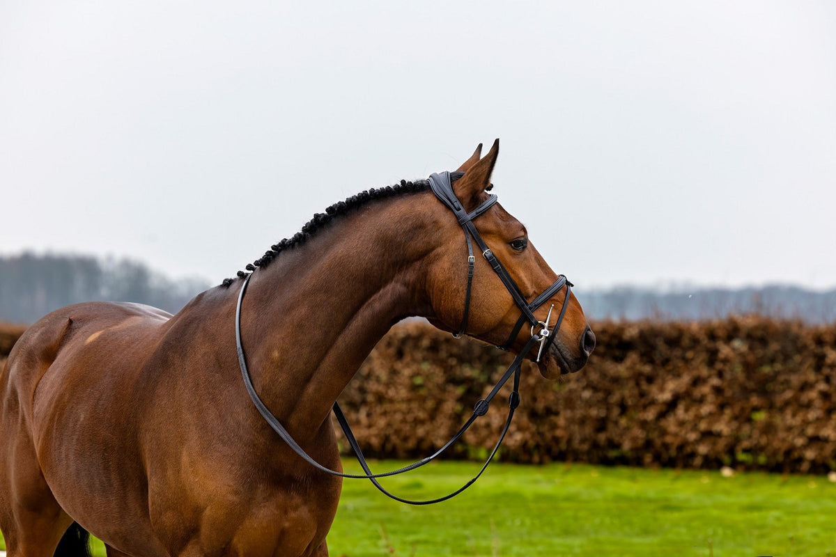 TRUST Geneva Comb.noseband bridle