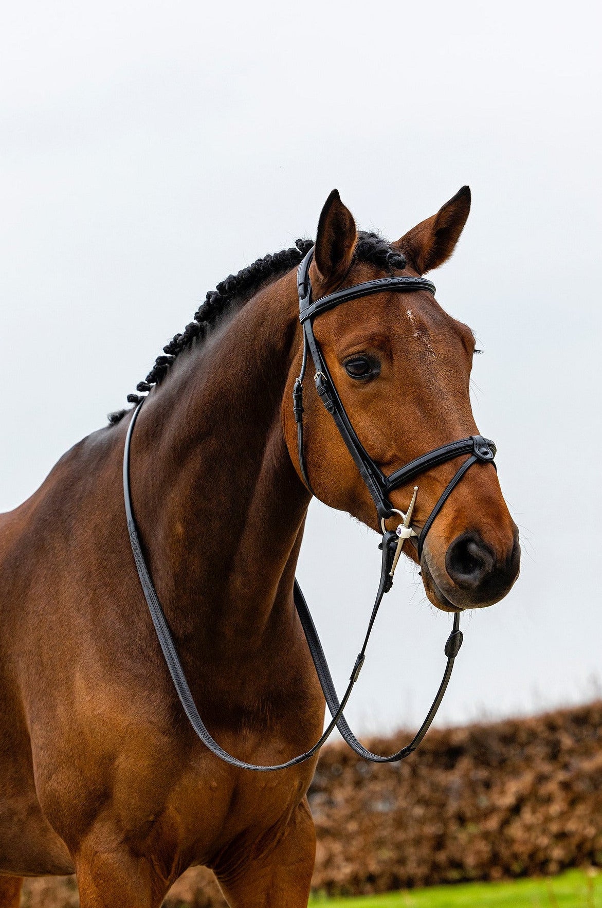 TRUST Geneva Comb.noseband bridle