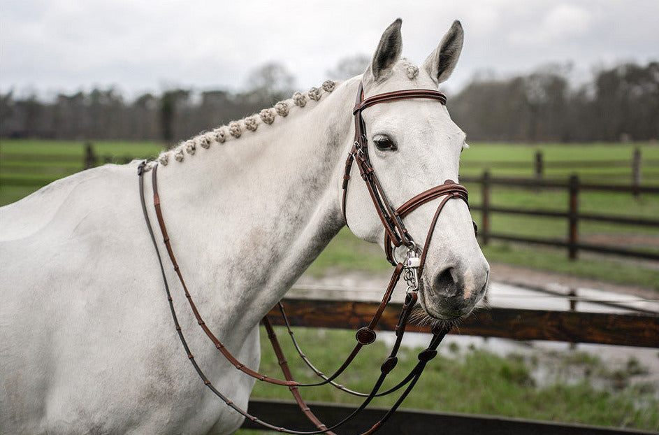 TRUST Bridle Abu Dhabi