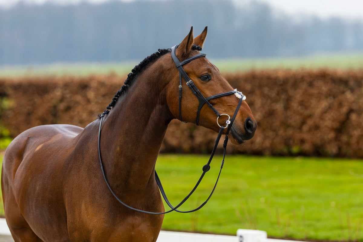 TRUST Oslo Mexican noseband bridle