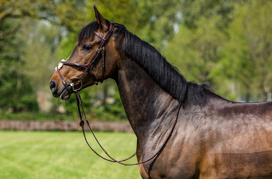 TRUST Oslo Mexican noseband bridle