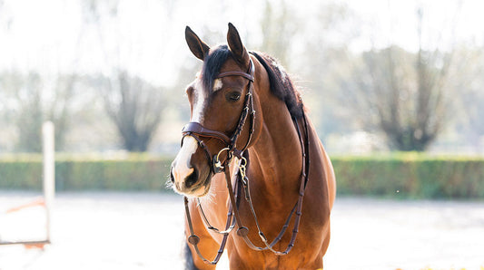 TRUST Falsterbo T-motion bridle