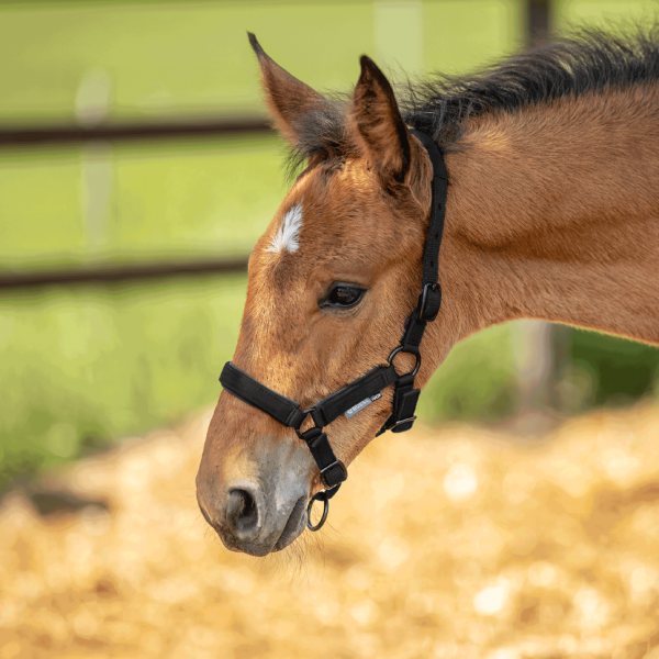 Halfter FOAL-TASTIC ST