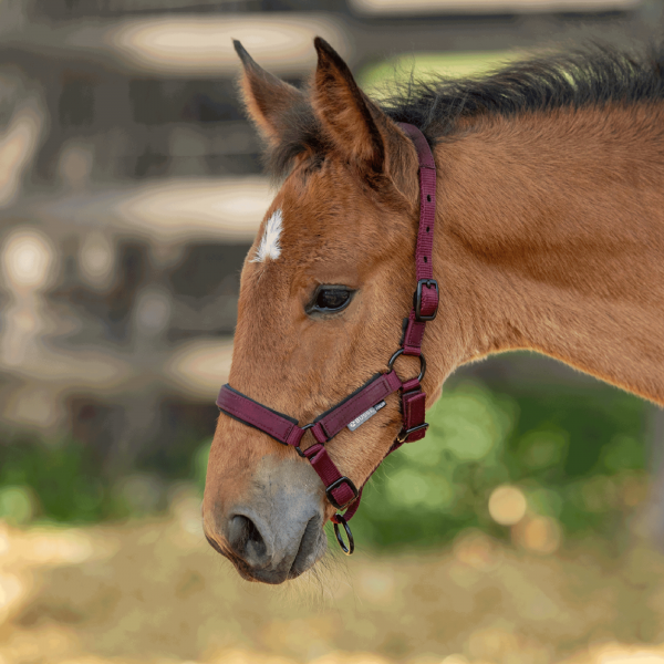 Halfter FOAL-TASTIC ST