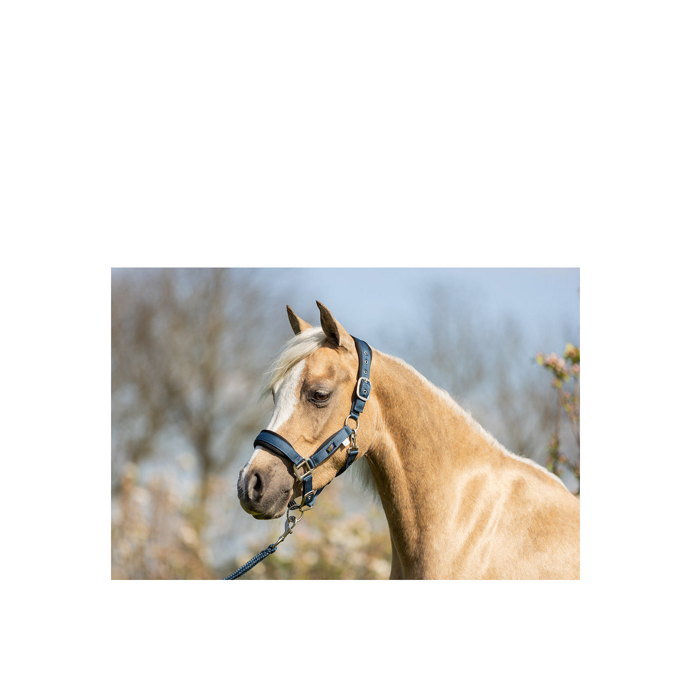 BR Mini Horse Halfter mit Karabinerstrick