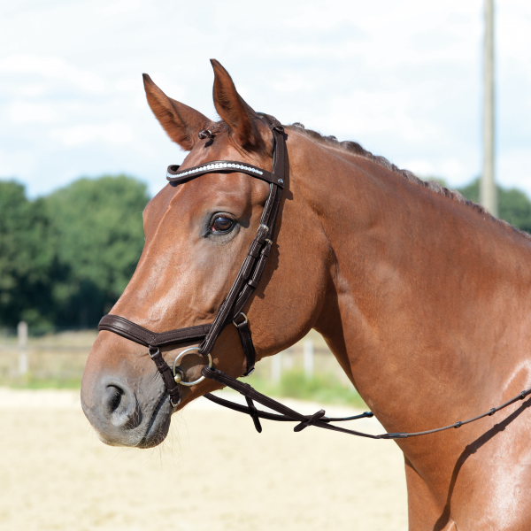 Trense EMOTION, anatomisch