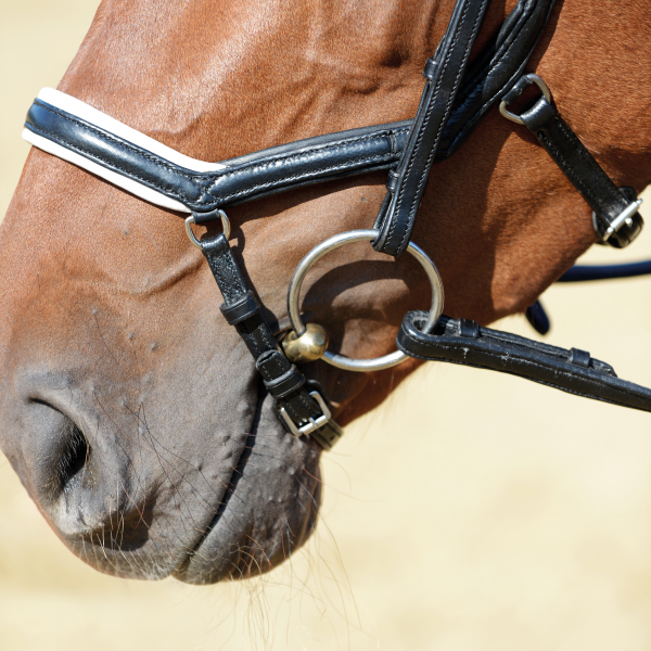 Trense EMOTION, anatomisch