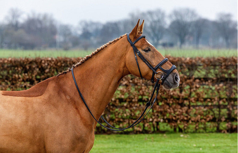TRUST Paris Double noseband bridle