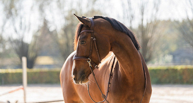 TRUST Falsterbo T-motion bridle
